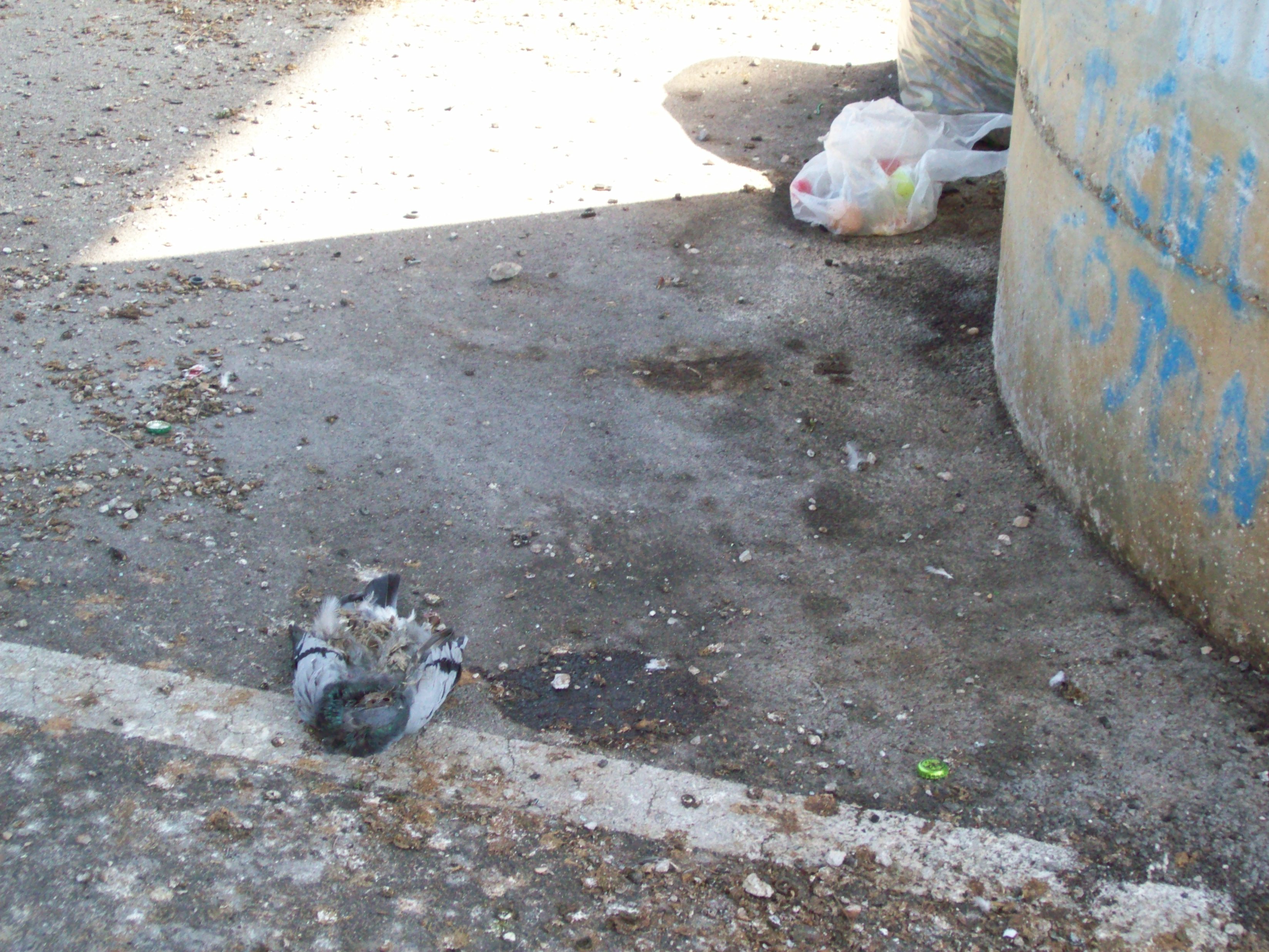 Riso avvelenato, moria di piccioni a Lavinio Stazione: la denuncia